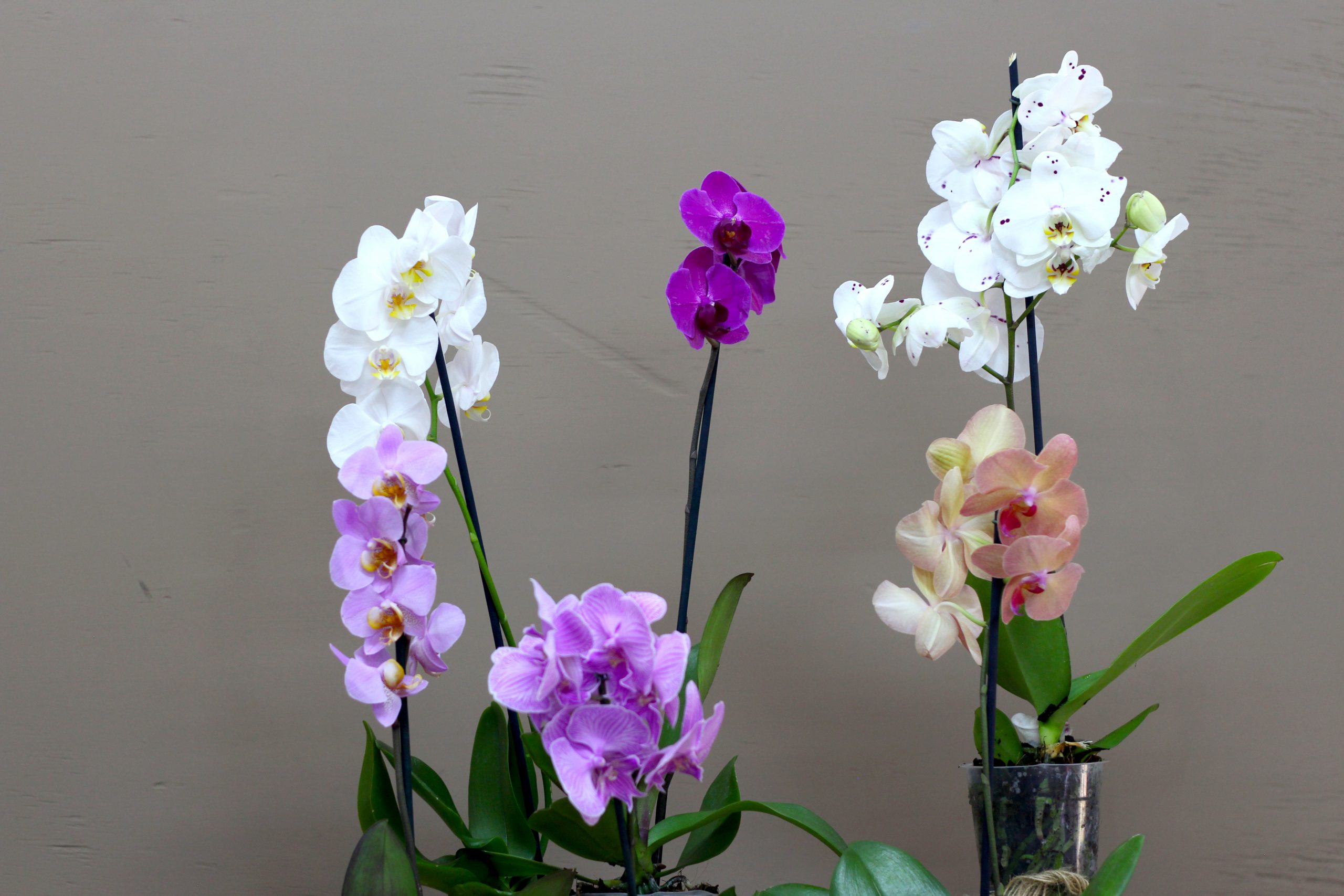Orchid