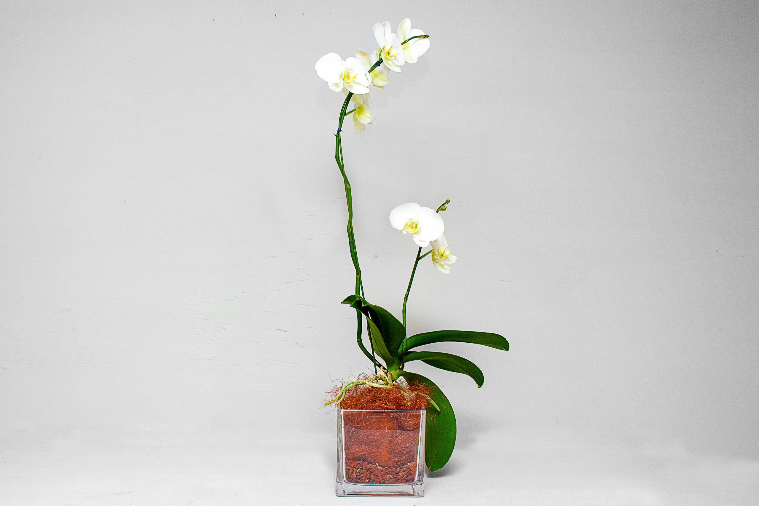 Orchid