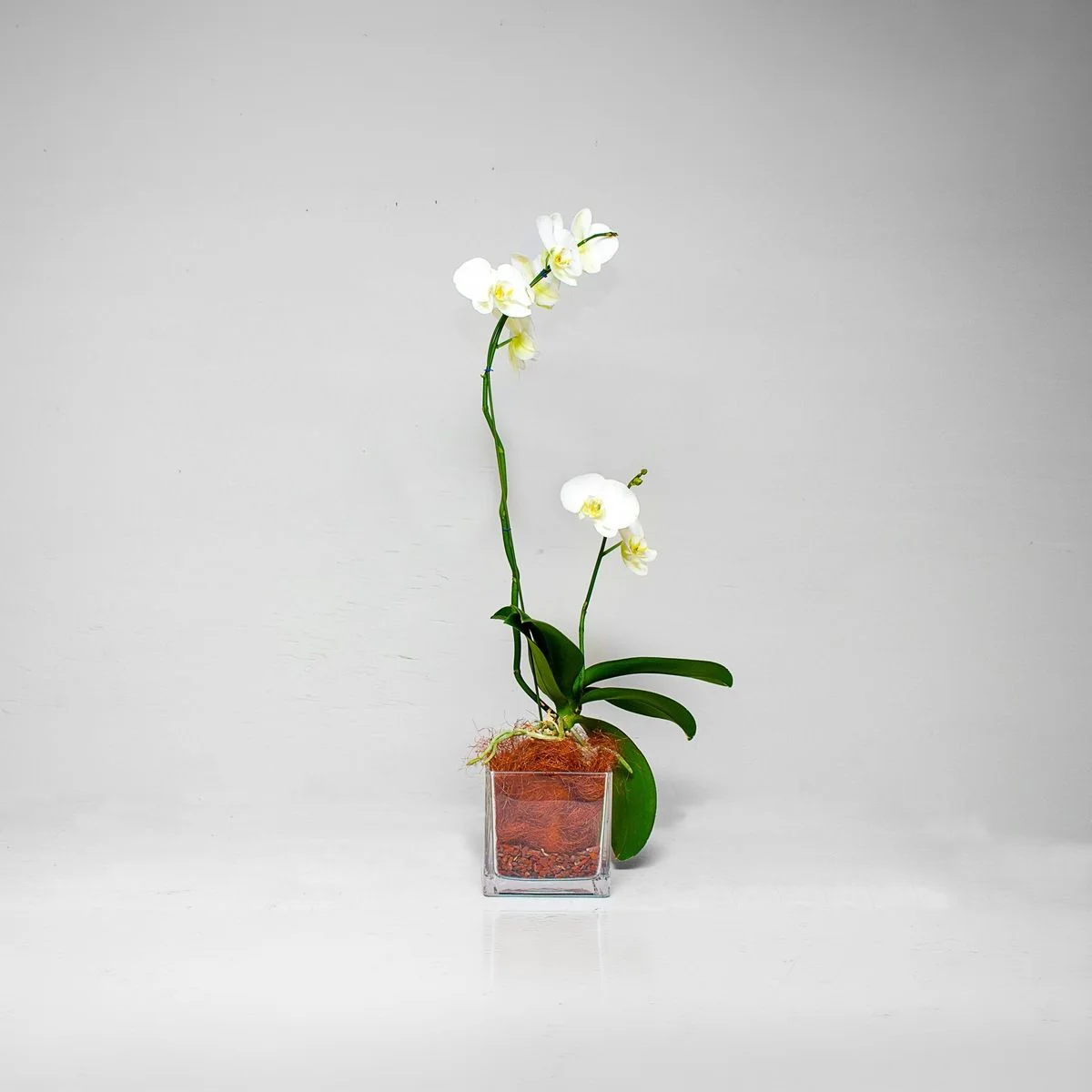 Orchid Plant