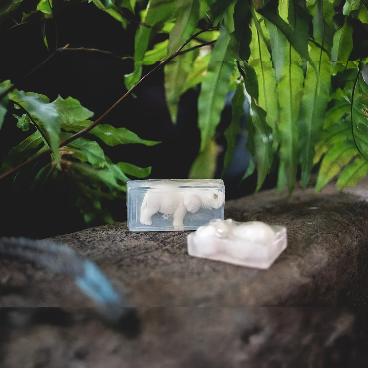 Crocodile Soap 5