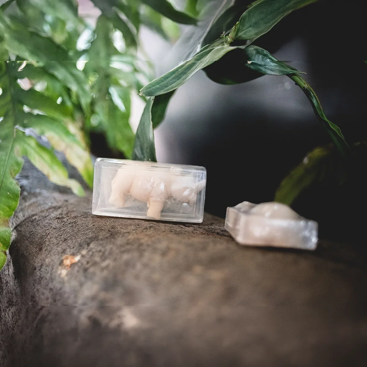 Crocodile Soap 4